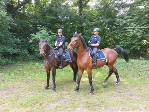 Policjanci na koniach.