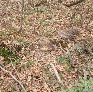Granat moździeżowy znajdujący się w rozkopanej ziemi pomiędzy drzewami.